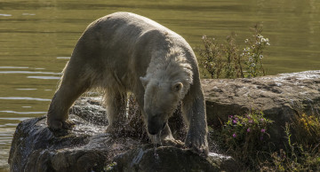 Картинка животные медведи хищник