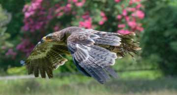 Картинка животные птицы+-+хищники птичка