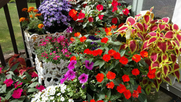 Картинка цветы разные+вместе петуния бархатцы бальзамин