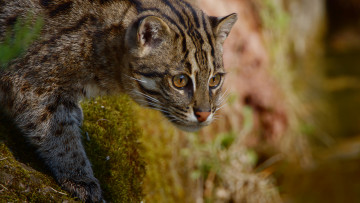 Картинка животные оцелоты хищник