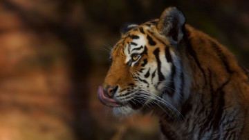 Картинка животные тигры хищник