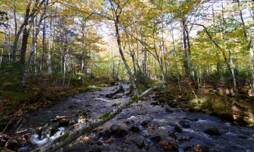 Картинка природа реки озера тракт