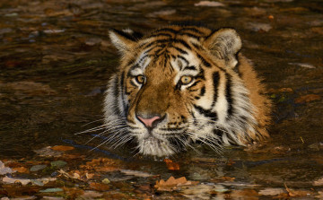 Картинка животные тигры хищник