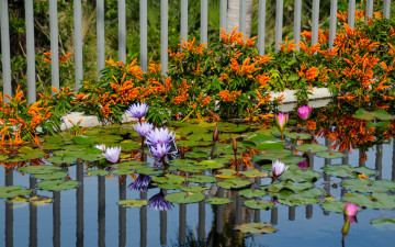 Картинка цветы разные+вместе пруд лилии