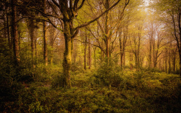 Картинка природа лес деревья