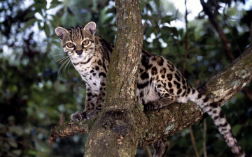 Картинка животные оцелоты зверь дерево оцелот кот