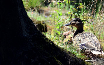 Картинка животные утки трава птица утка