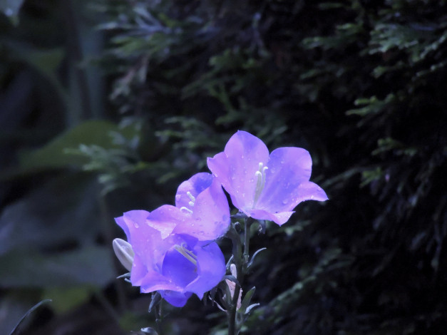 Обои картинки фото цветы, колокольчики, лиловый