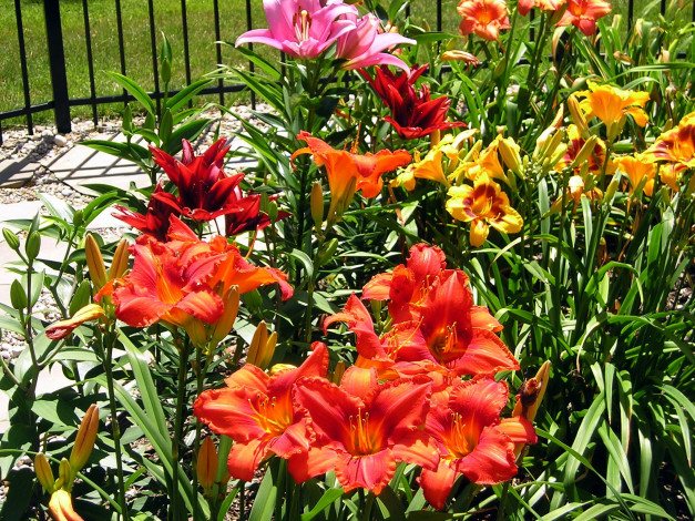 Обои картинки фото цветы, лилии,  лилейники, лилейники