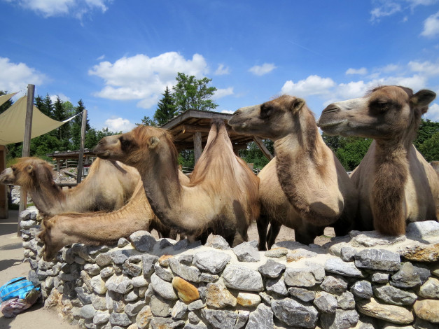 Обои картинки фото животные, верблюды