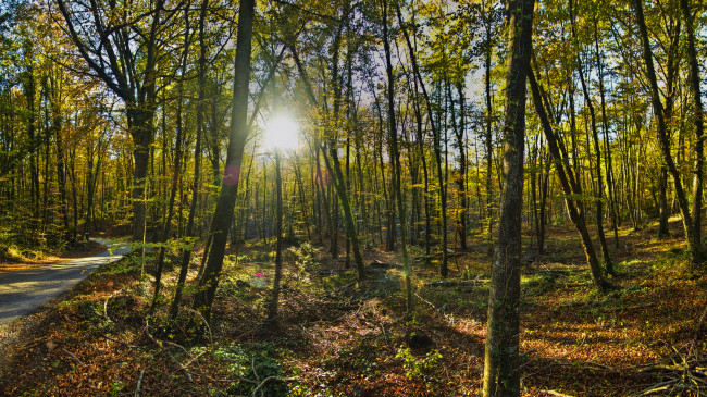 Обои картинки фото природа, лес, деревья