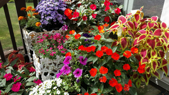 Обои картинки фото цветы, разные вместе, петуния, бархатцы, бальзамин