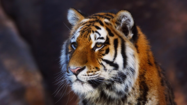 Обои картинки фото животные, тигры, хищник