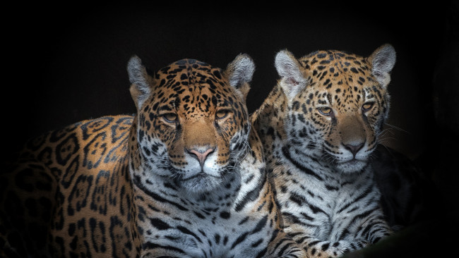 Обои картинки фото животные, Ягуары, хищник