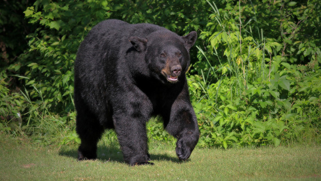 Обои картинки фото животные, медведи, хищник