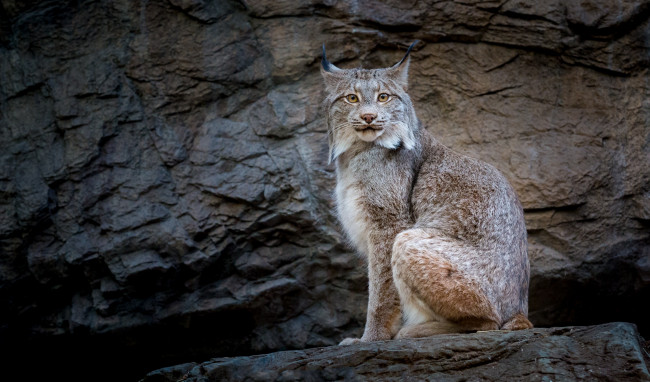 Обои картинки фото животные, рыси, хищник