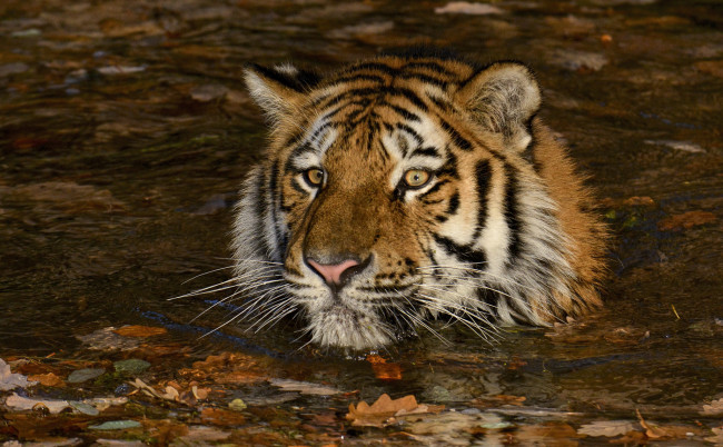 Обои картинки фото животные, тигры, хищник