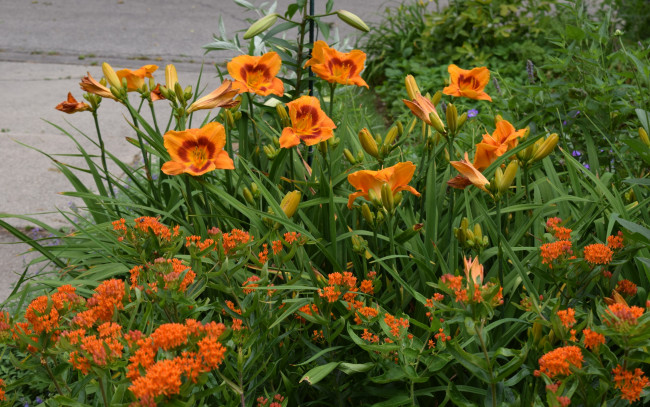 Обои картинки фото цветы, разные вместе, лилейники