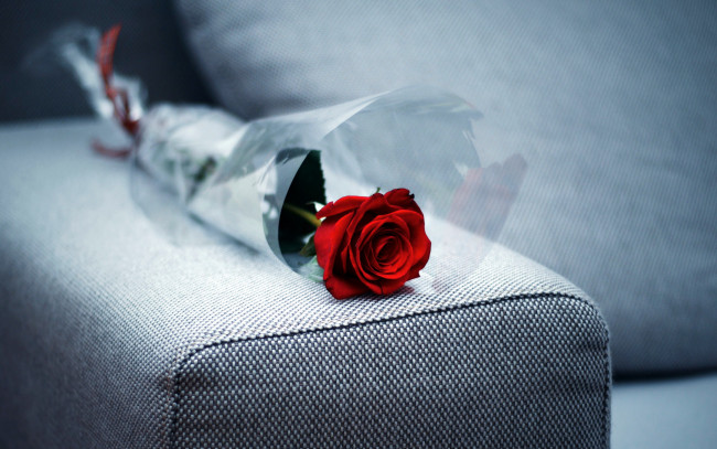 Обои картинки фото цветы, розы, одиночка