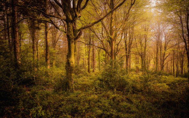 Обои картинки фото природа, лес, деревья