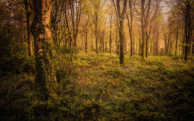 Обои картинки фото природа, лес, деревья