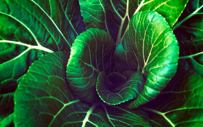 Обои картинки фото природа, листья, макро