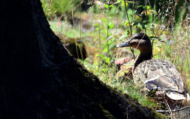 Обои картинки фото животные, утки, трава, птица, утка
