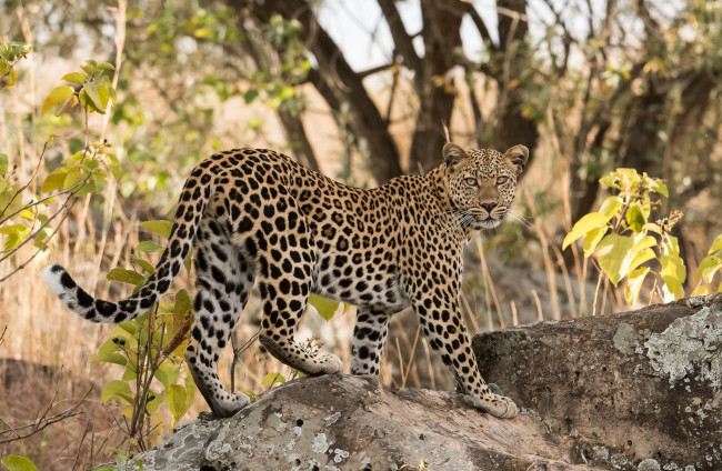 Обои картинки фото животные, леопарды, хищник