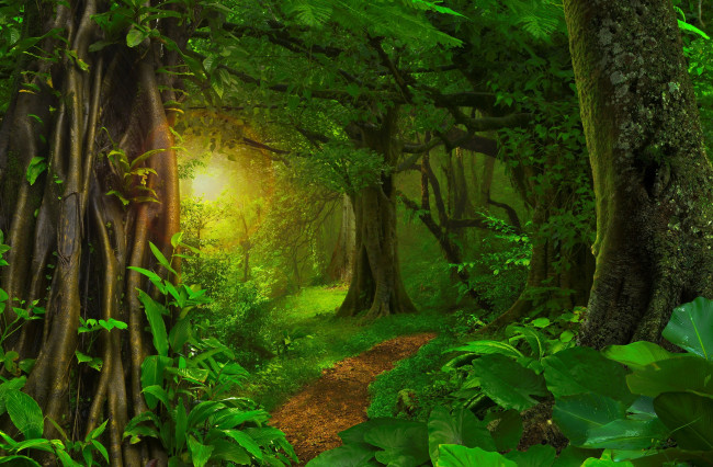 Обои картинки фото природа, лес