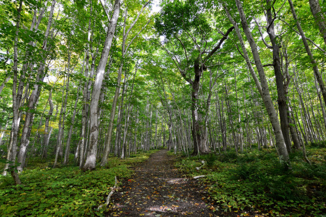 Обои картинки фото природа, дороги, тракт