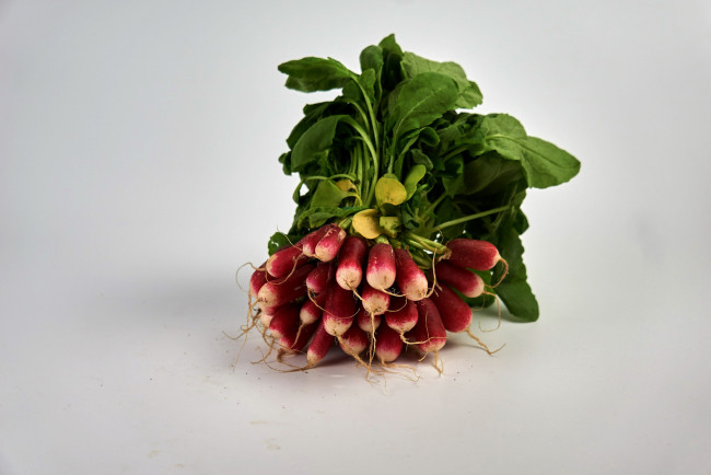 Обои картинки фото еда, редис,  репа,  редька, редиска