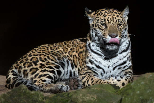 Обои картинки фото jaguar, животные, Ягуары, хищник