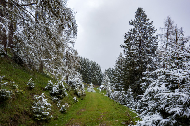 Обои картинки фото природа, лес, деревья