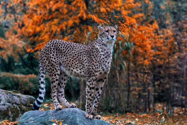 Обои картинки фото животные, гепарды, хищник