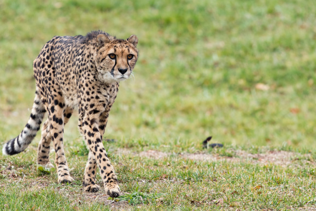 Обои картинки фото животные, гепарды, хищник