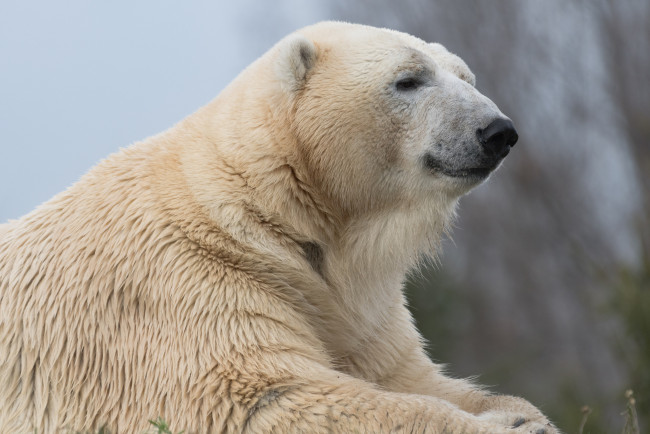 Обои картинки фото животные, медведи, хищник