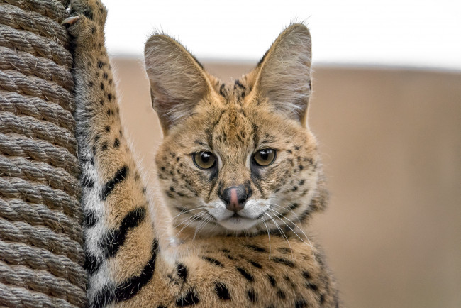 Обои картинки фото животные, оцелоты, хищник