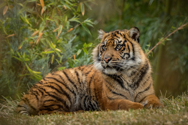 Обои картинки фото животные, тигры, хищник