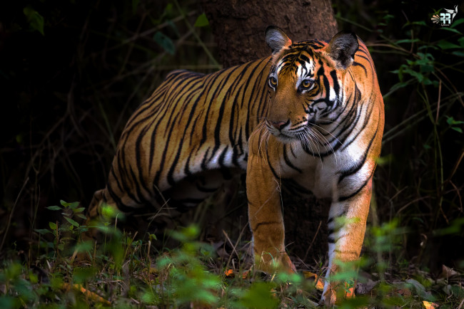 Обои картинки фото животные, тигры, хищник