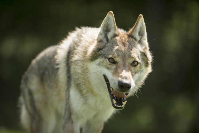 Обои картинки фото животные, волки,  койоты,  шакалы, хищник