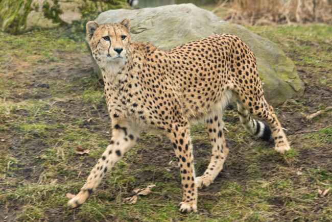 Обои картинки фото животные, гепарды, хищник