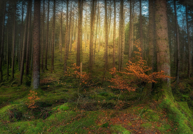 Обои картинки фото природа, лес, деревья