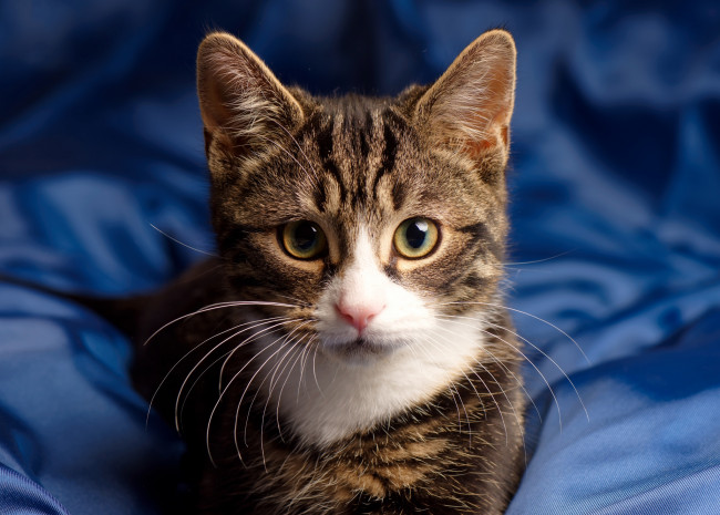 Обои картинки фото животные, коты, взгляд, глаза, котейка