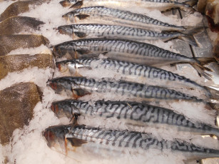 Картинка еда рыба +морепродукты +суши +роллы