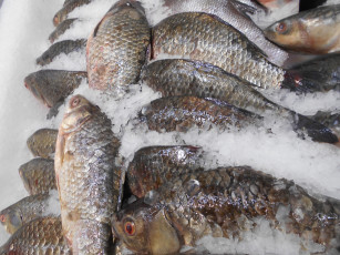 Картинка еда рыба +морепродукты +суши +роллы