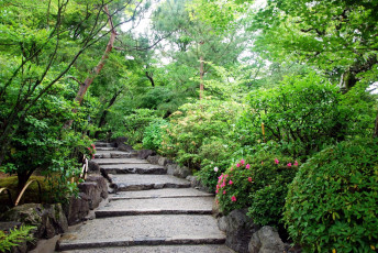 Картинка природа парк кусты