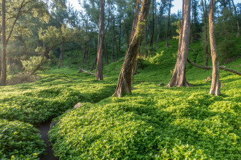 Картинка природа лес простор