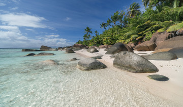 Картинка природа тропики простор