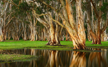 Картинка природа реки озера деревья вода река