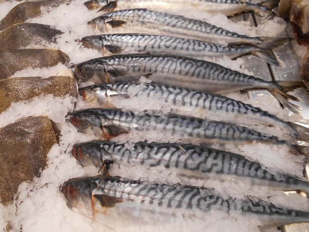 Обои картинки фото еда, рыба,  морепродукты,  суши,  роллы